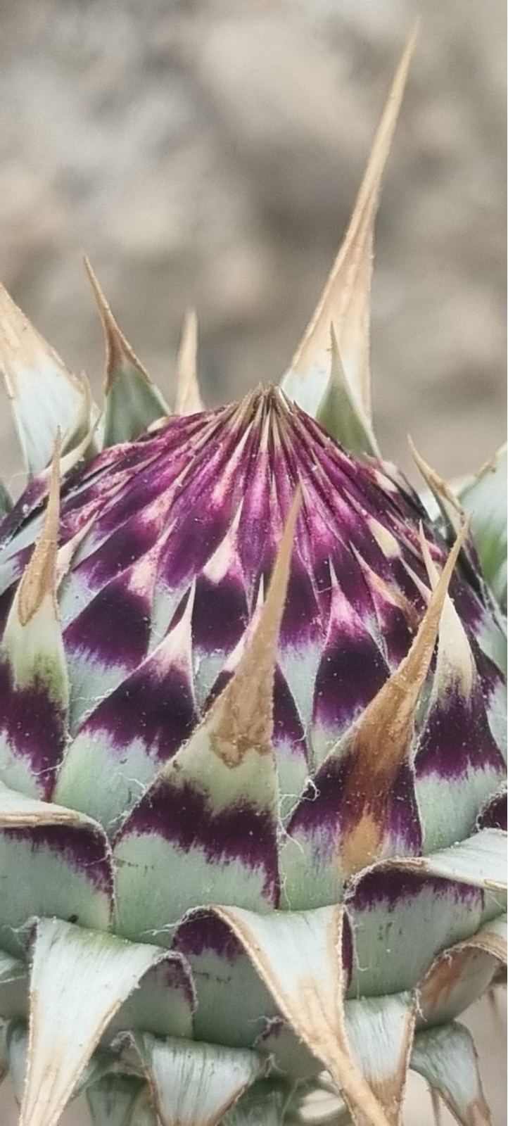 Geruisloosheid