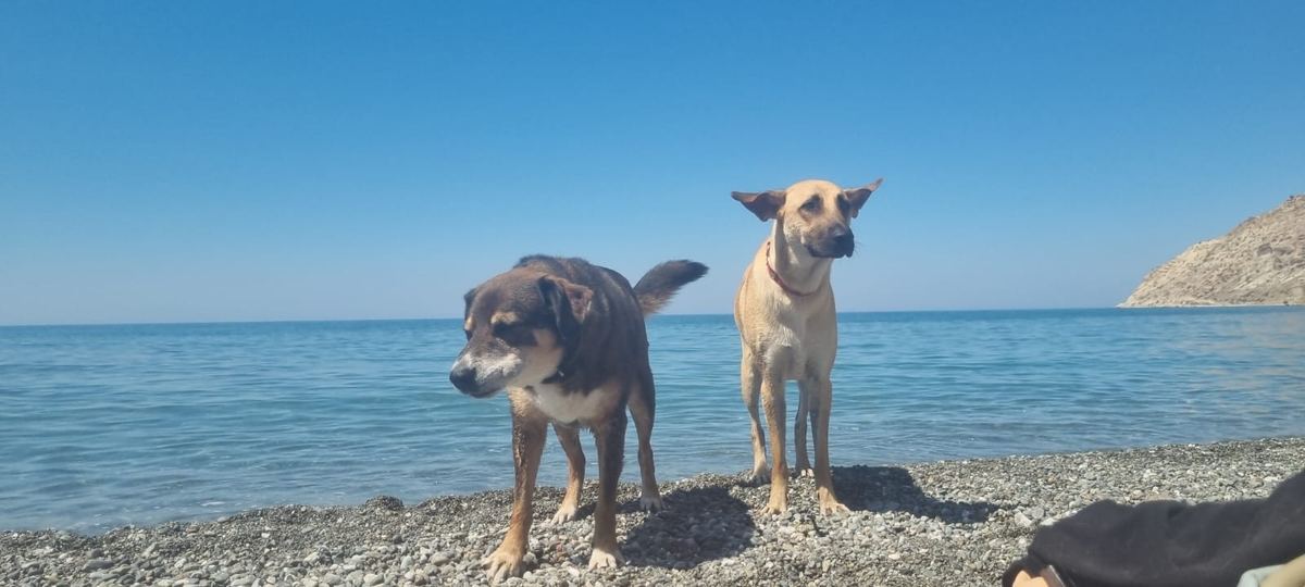 Kreta honden aan zee